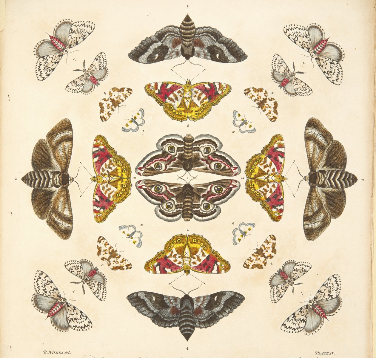 Detalje fra planche IV, fra A Rare Depiction of Butterflies and Moths, pub. 1764 (håndkoloreret gravering) af Benjamin Wilkes
