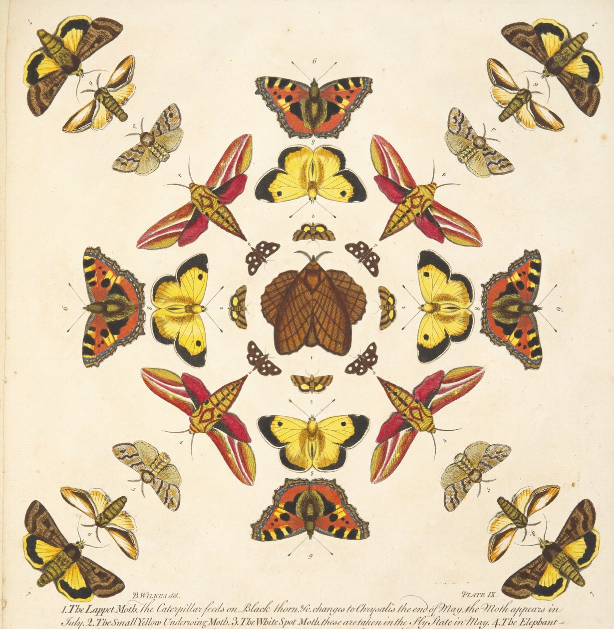 Detalje fra plade IX, fra A Rare Depiction of Butterflies and Moths, pub. 1764 (håndfarvet gravering) af Benjamin Wilkes
