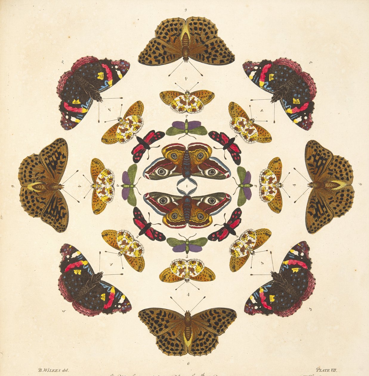 Detalje fra plade VII, fra A Rare Depiction of Butterflies and Moths, pub. 1764 (håndfarvet gravering) af Benjamin Wilkes