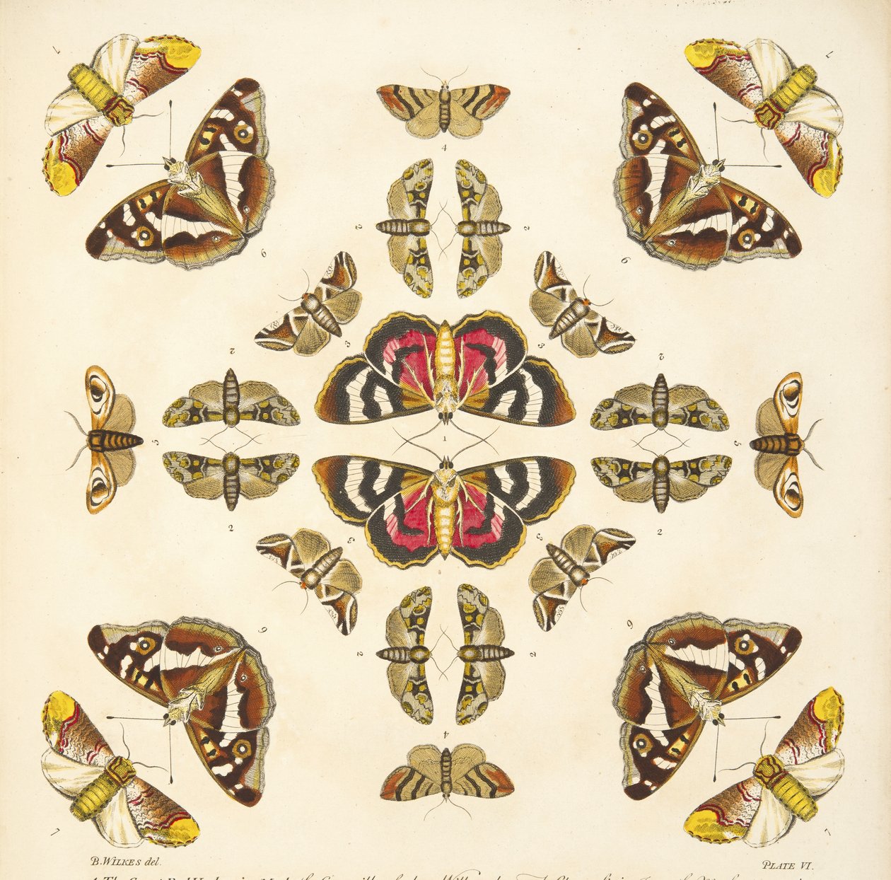 Detalje fra plade VI, fra A Rare Depiction of Butterflies and Moths, pub. 1764 (håndfarvet gravering) af Benjamin Wilkes