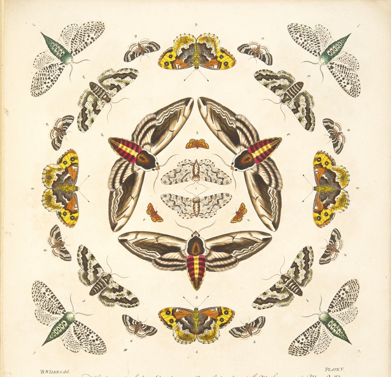 Detalje fra plade V, fra A Rare Depiction of Butterflies and Moths, pub. 1764 (håndfarvet gravering) af Benjamin Wilkes