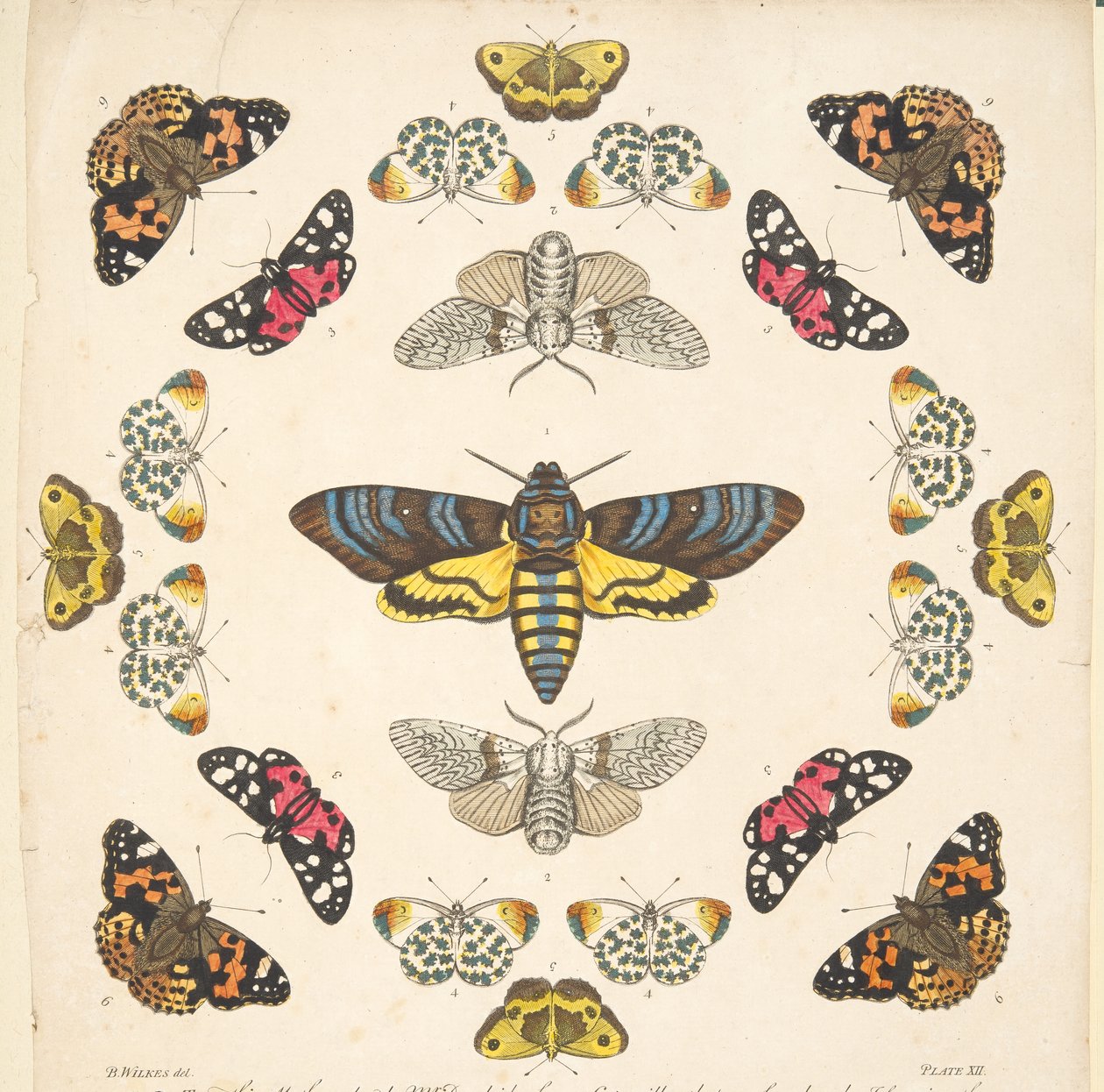 Detalje fra plade XII, fra A Rare Depiction of Butterflies and Moths, pub. 1764 (håndfarvet gravering) af Benjamin Wilkes