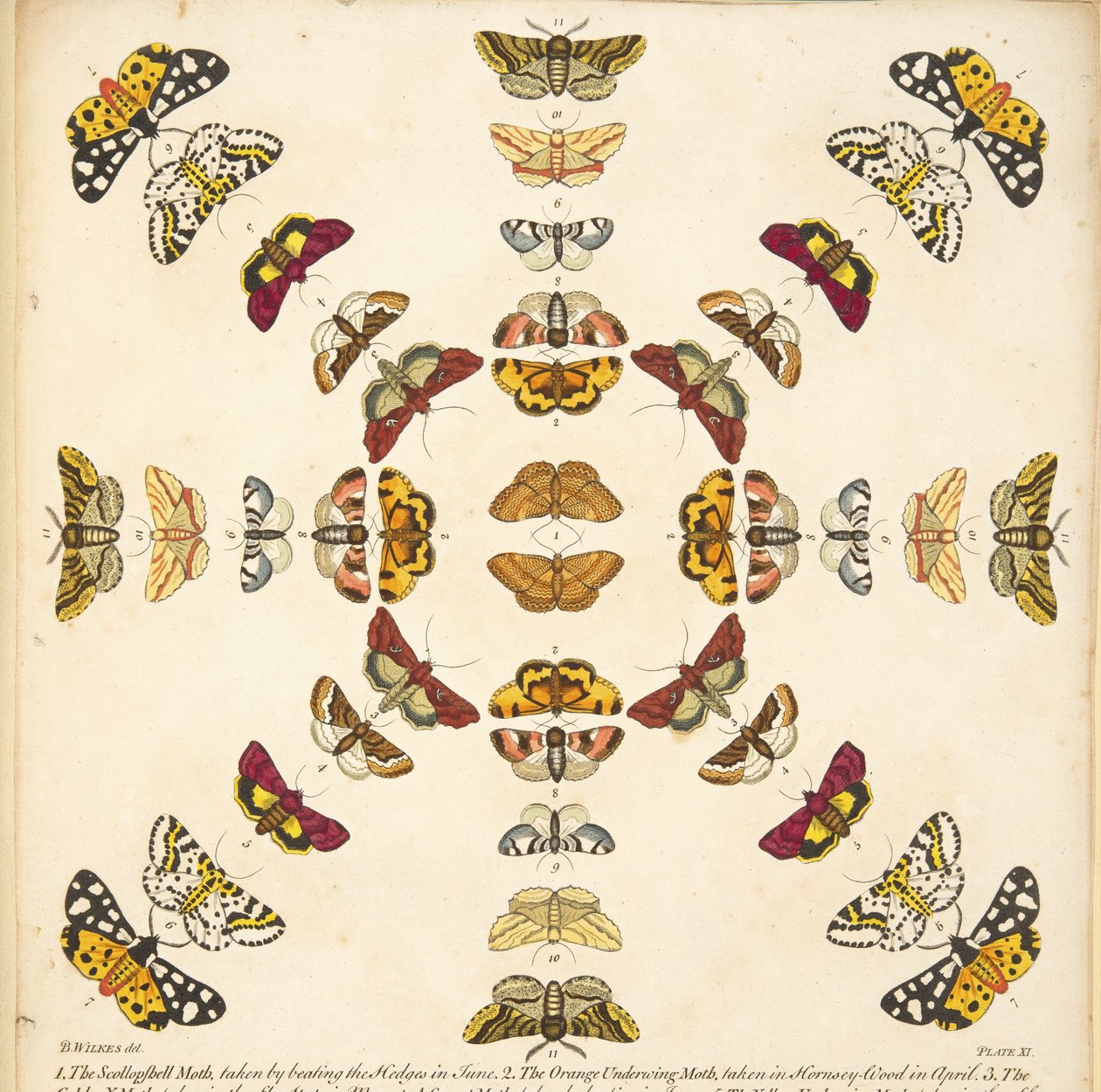 Detalje fra plade XI, fra A Rare Depiction of Butterflies and Moths, pub. 1764 (håndfarvet gravering) af Benjamin Wilkes