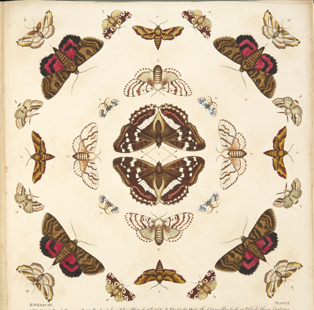 Detalje fra plade X, fra A Rare Depiction of Butterflies and Moths, pub. 1764 (håndfarvet gravering) af Benjamin Wilkes