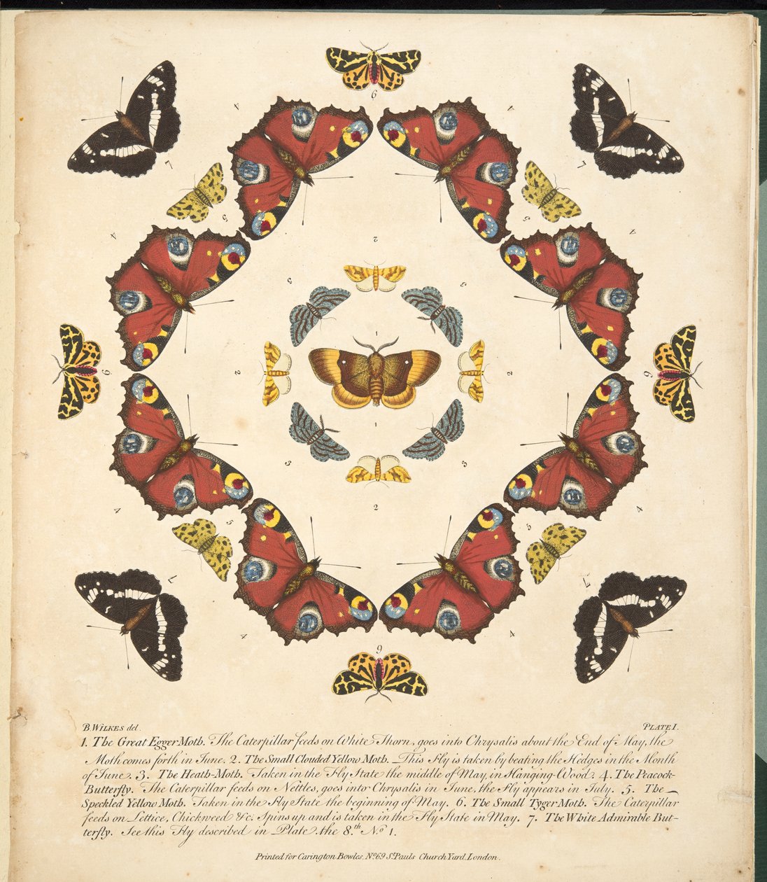 Tavle 1, fra A Rare Depiction of Butterflies and Moths, udgivet af A Rare Depiction of Butterflies and Moths, pub. 1764 (håndkoloreret gravering) af Benjamin Wilkes
