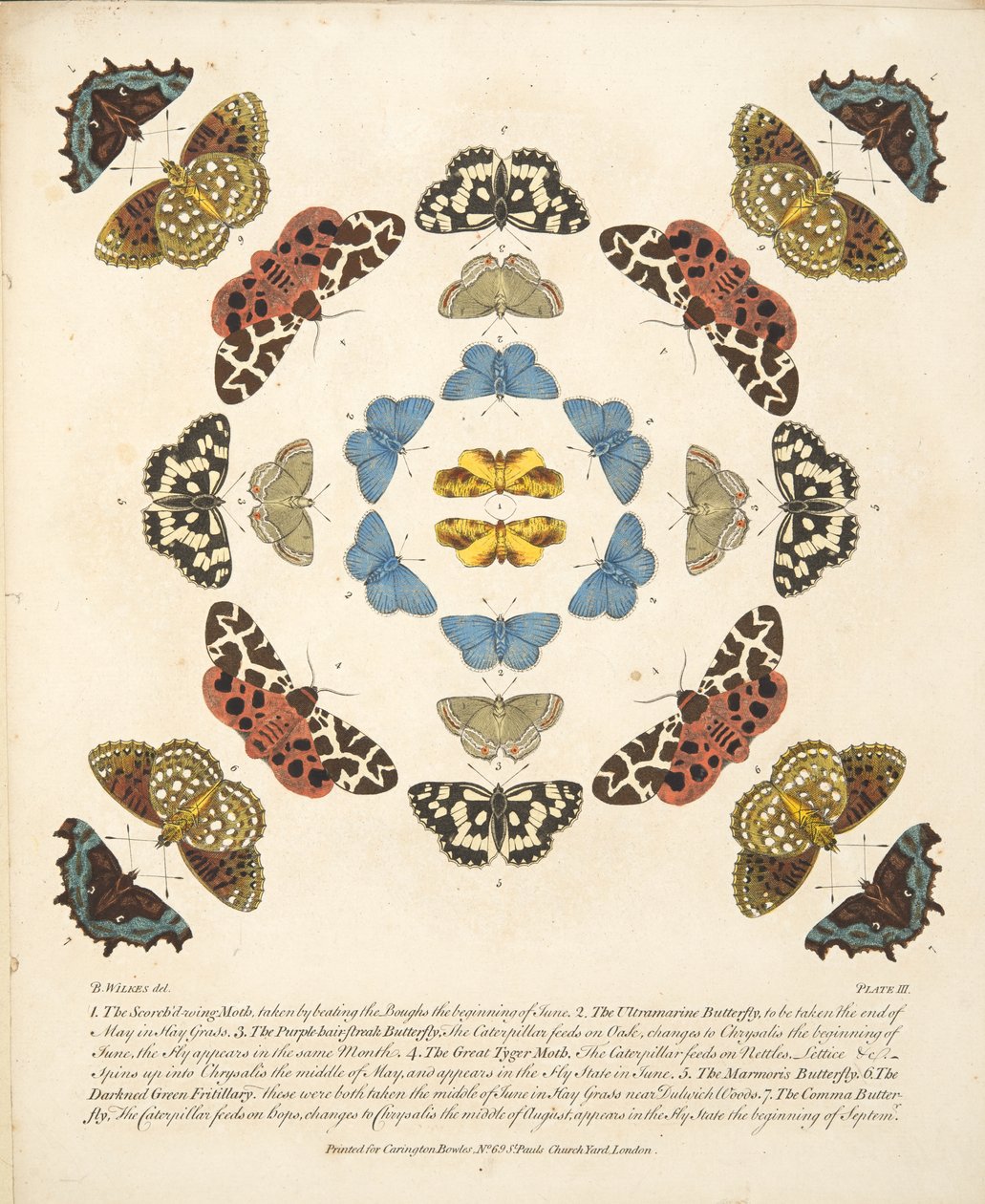Tavle III, fra A Rare Depiction of Butterflies and Moths, udgivet af A Rare Depiction of Butterflies and Moths, pub. 1764 (håndkoloreret gravering) af Benjamin Wilkes