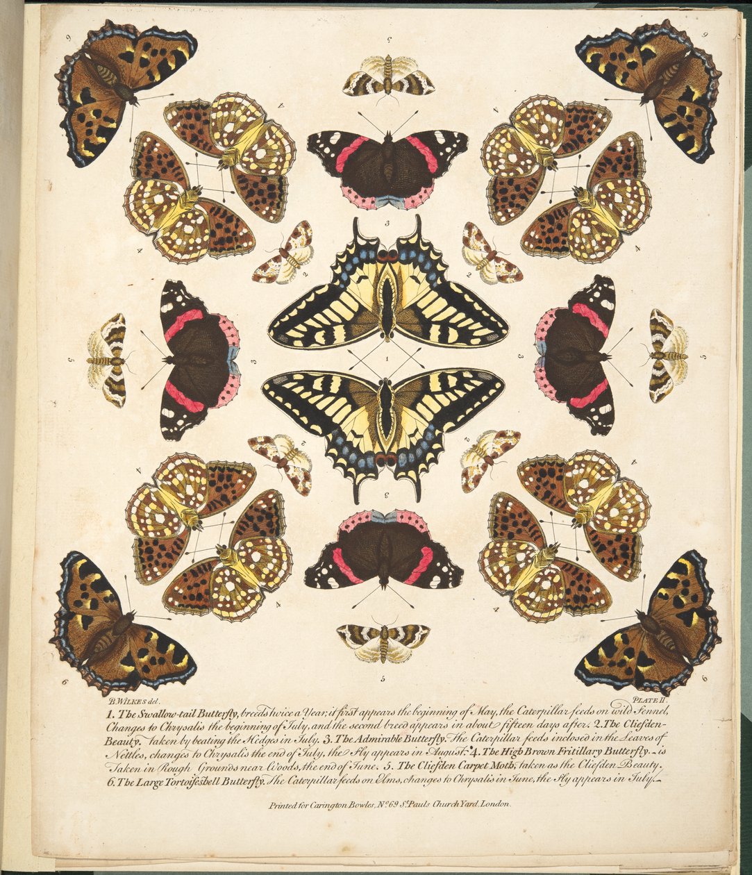 Tavle II, fra A Rare Depiction of Butterflies and Moths, udgivet af A Rare Depiction of Butterflies and Moths, pub. 1764 (håndkoloreret gravering) af Benjamin Wilkes