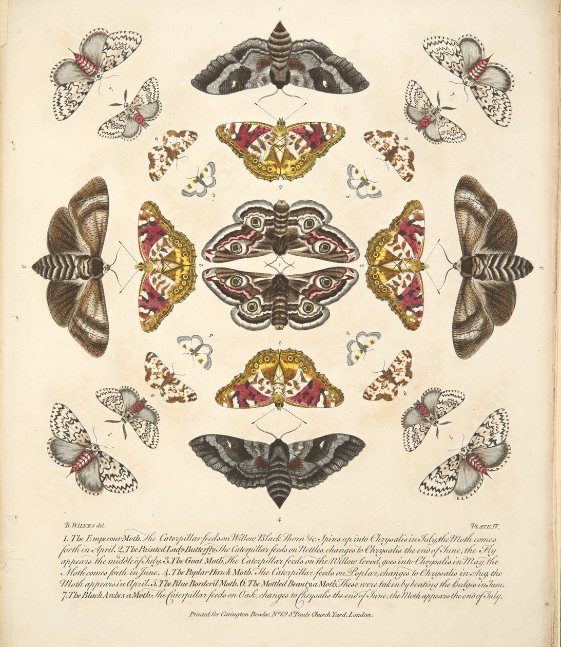 Tavle IV, fra A Rare Depiction of Butterflies and Moths, udgivet af A Rare Depiction of Butterflies and Moths, pub. 1764 (håndkoloreret gravering) af Benjamin Wilkes
