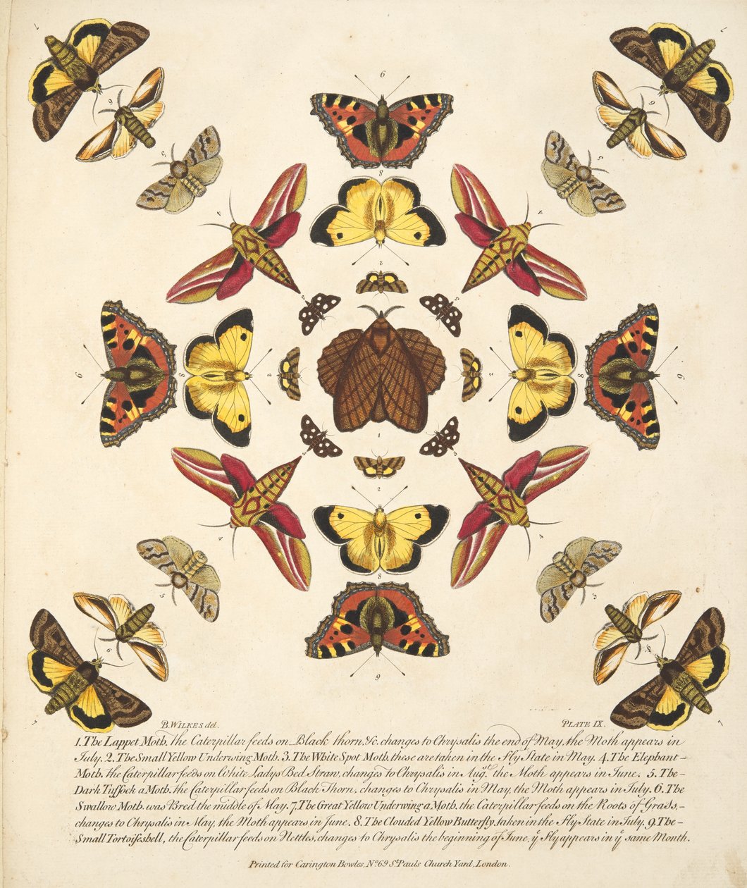 Tavle IX, fra A Rare Depiction of Butterflies and Moths, pub. 1764 (håndfarvet gravering) af Benjamin Wilkes