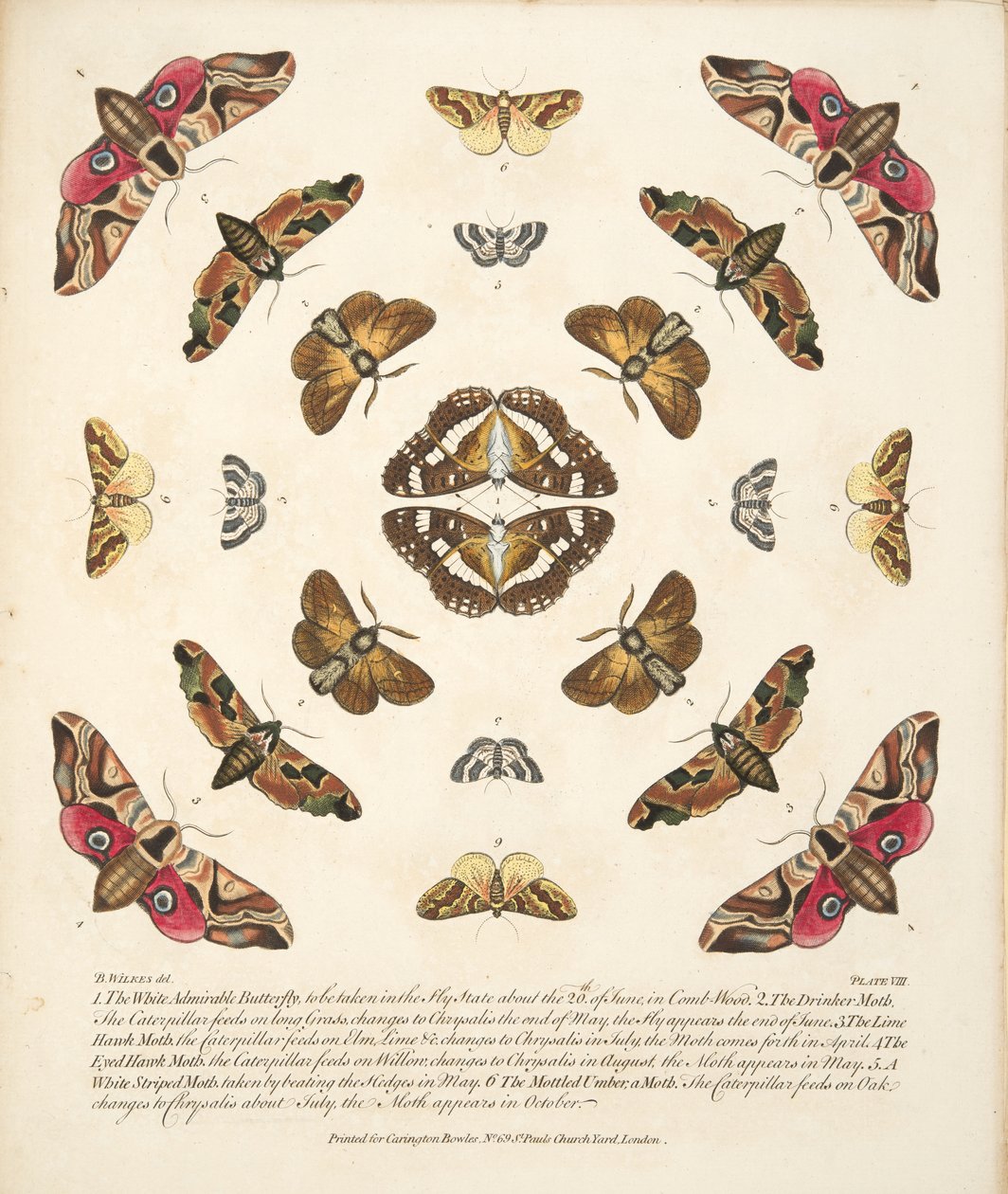 Tavle VIII, fra A Rare Depiction of Butterflies and Moths, pub. 1764 (håndfarvet gravering) af Benjamin Wilkes