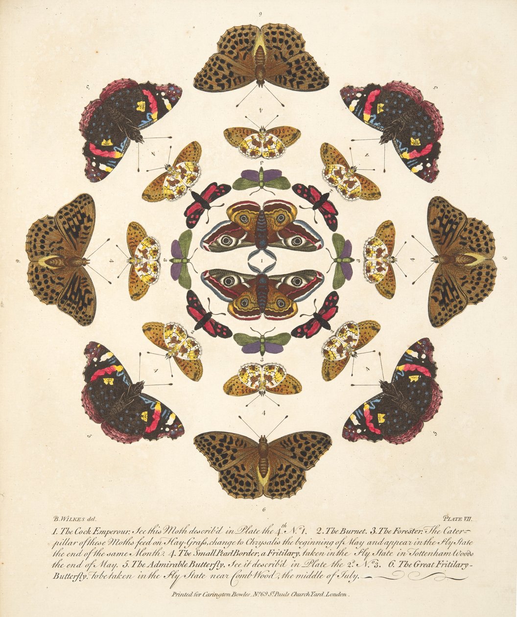 Tavle VII, fra A Rare Depiction of Butterflies and Moths, udgivet af A Rare Depiction of Butterflies and Moths, pub. 1764 (håndkoloreret gravering) af Benjamin Wilkes