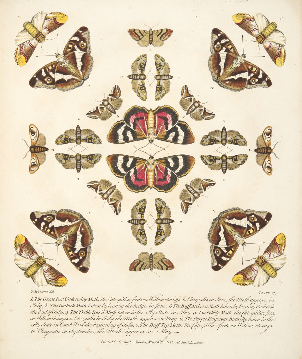 Tavle VI, fra A Rare Depiction of Butterflies and Moths, pub. 1764 (håndfarvet gravering) af Benjamin Wilkes