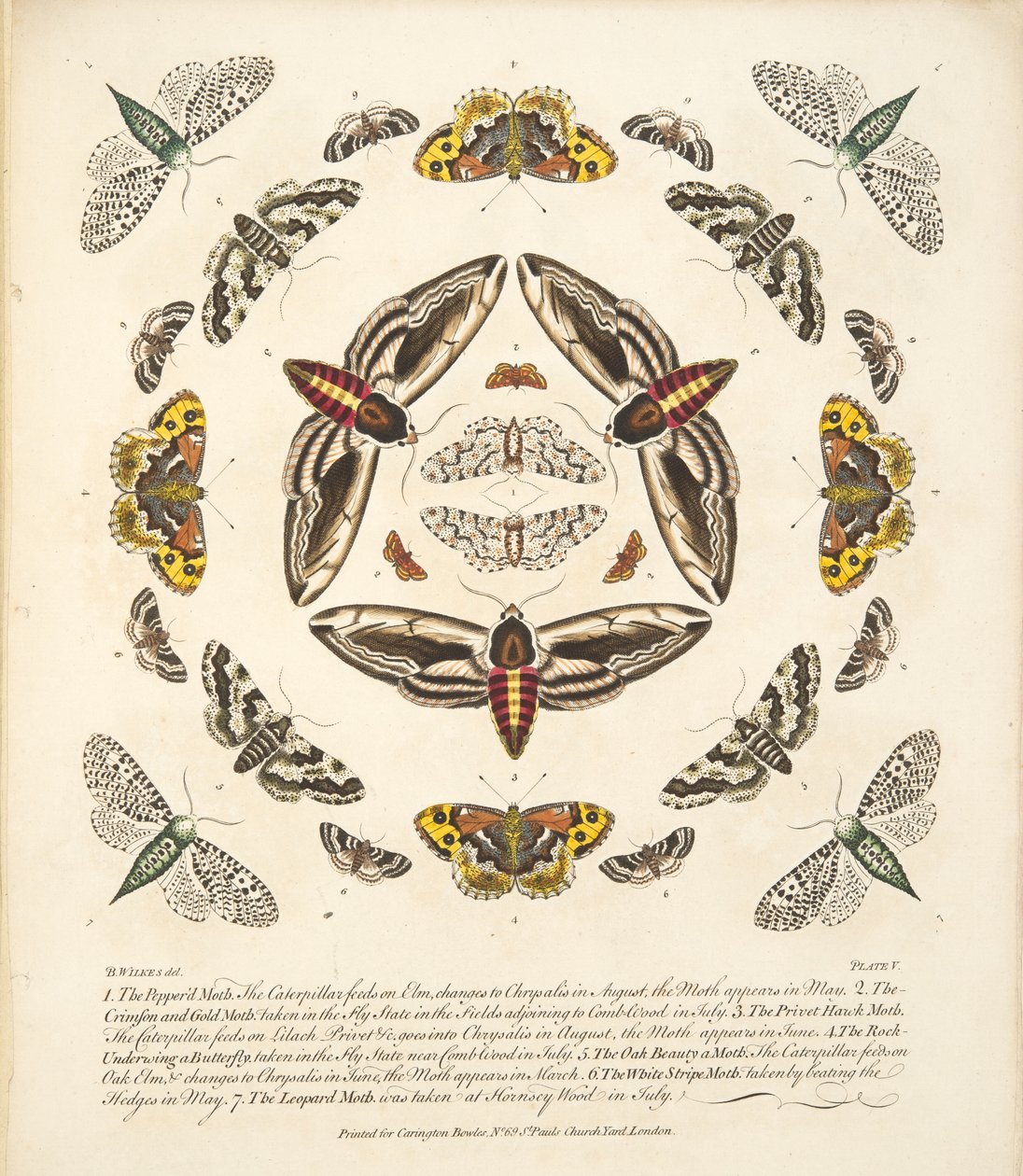 Tavle V, fra A Rare Depiction of Butterflies and Moths, pub. 1764 (håndfarvet gravering) af Benjamin Wilkes