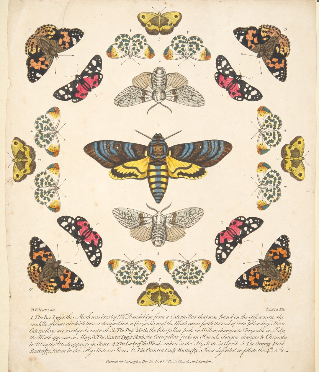 Tavle XII, fra A Rare Depiction of Butterflies and Moths, pub. 1764 (håndfarvet gravering) af Benjamin Wilkes