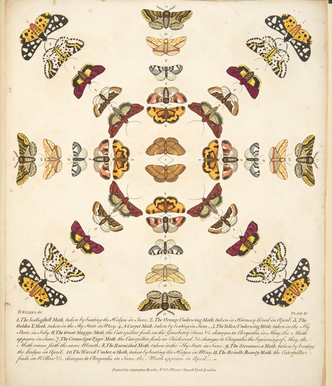 Tavle XI, fra A Rare Depiction of Butterflies and Moths, pub. 1764 (håndfarvet gravering) af Benjamin Wilkes