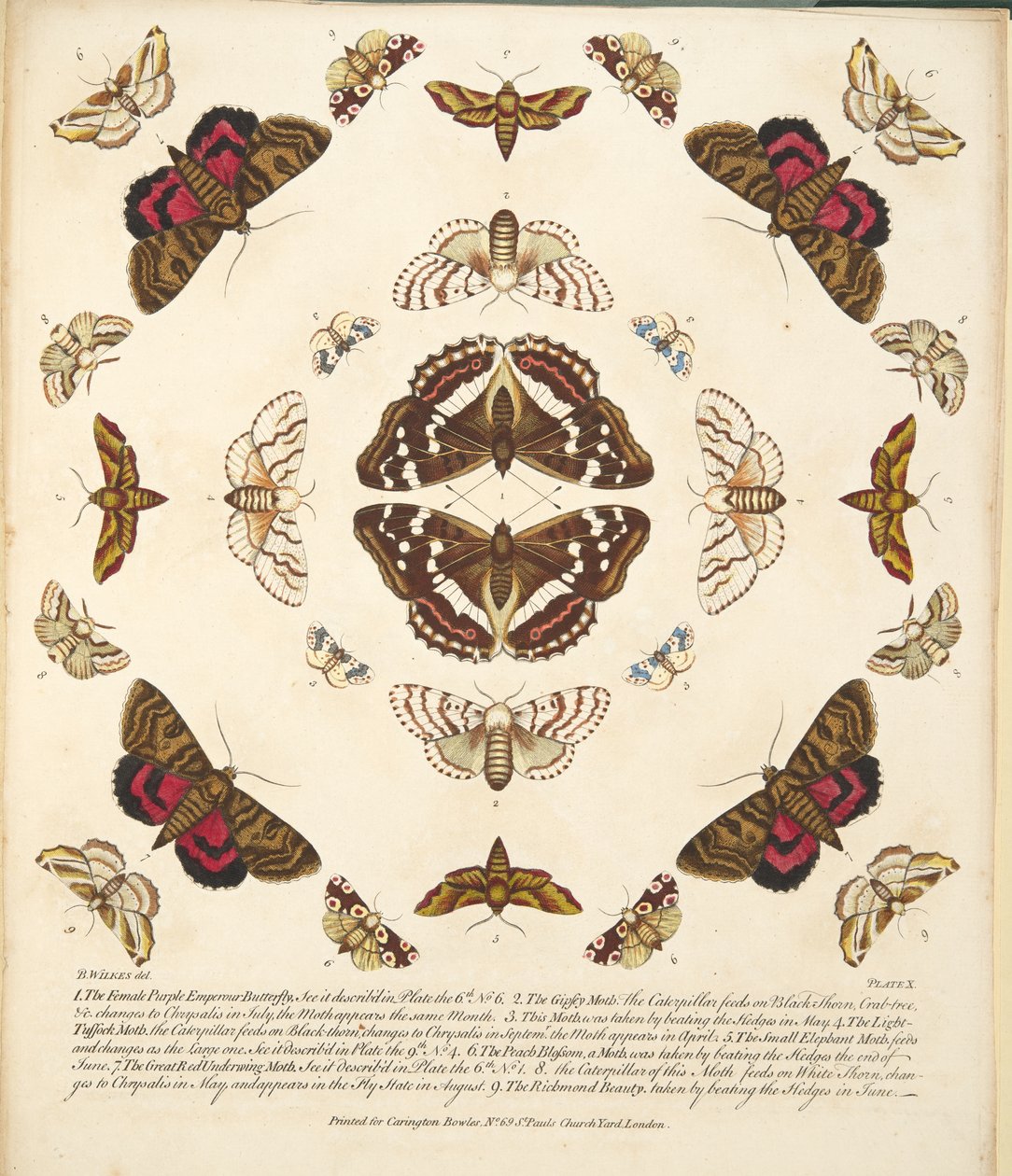 Tavle X, fra A Rare Depiction of Butterflies and Moths, pub. 1764 (håndfarvet gravering) af Benjamin Wilkes