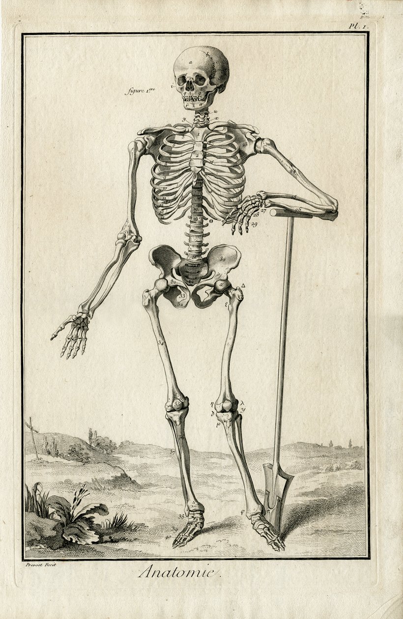 Anatomi - anatomisk undersøgelse af et skelet af Benoit Louis Prevost