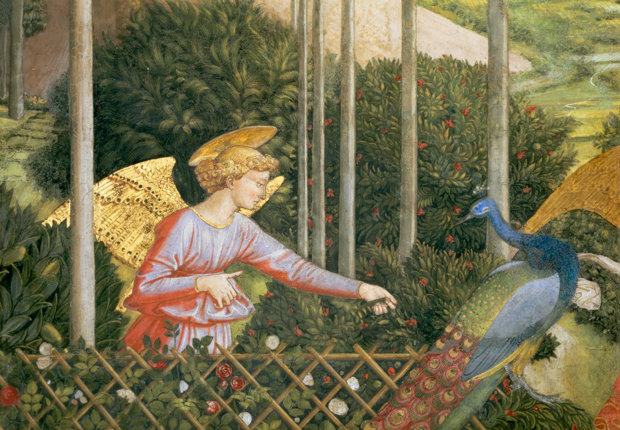 Engel fodrer en påfugl, detalje fra Magi-cyklussen i kapellet, ca. 1460 freskodetalje af 70610 af Benozzo di Lese di Sandro Gozzoli