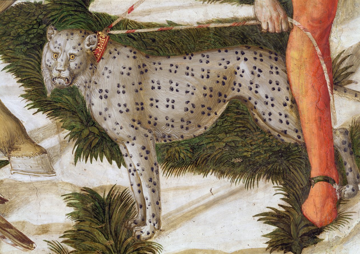 Leopard spænder i snor, detalje fra Magi-cyklussen i kapellet, ca. 1460 freskodetalje af 70601 af Benozzo di Lese di Sandro Gozzoli