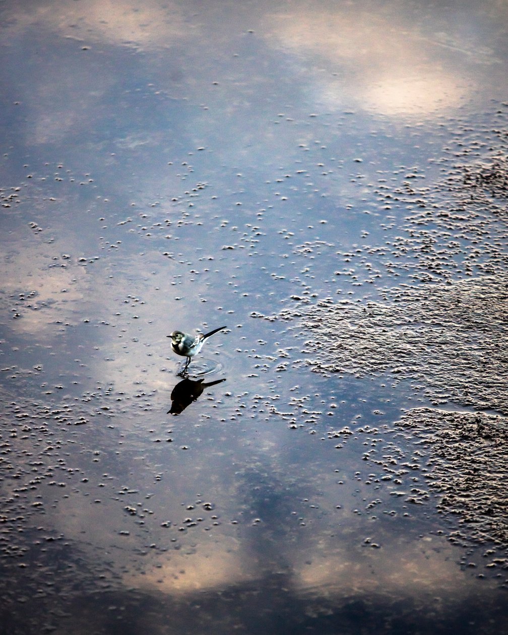 Fugl på Garonne-floden i Toulouse, Haute-Garonne (foto) af Bernard Bonnefon