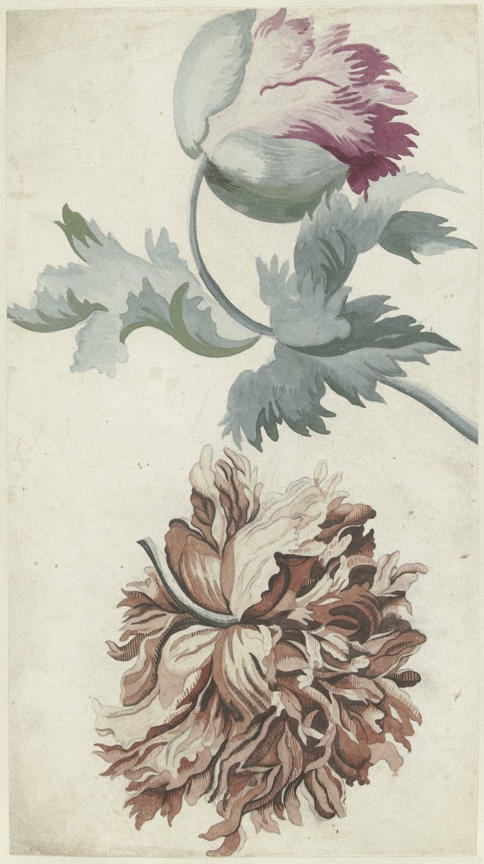 Papavers af Bernard Picart