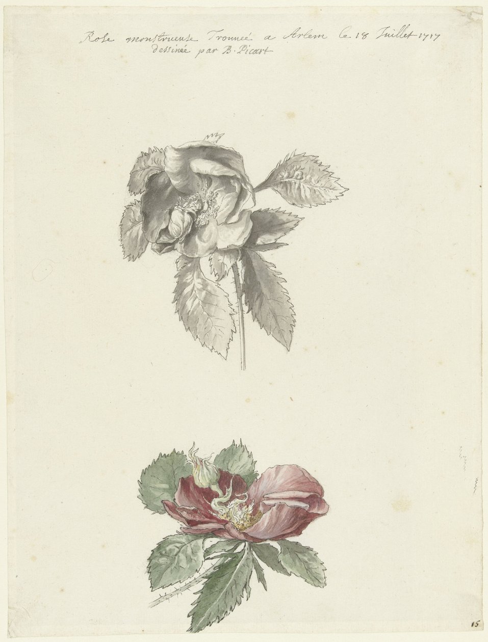 Studieark med en rose af Bernard Picart