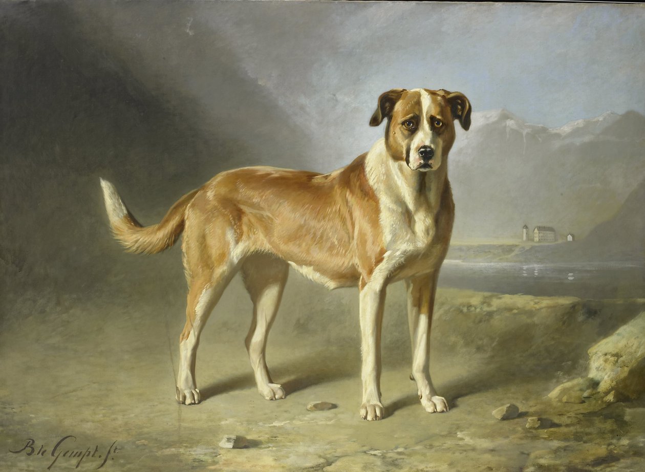 En Sankt Bernhardshund af Bernard te Gempt