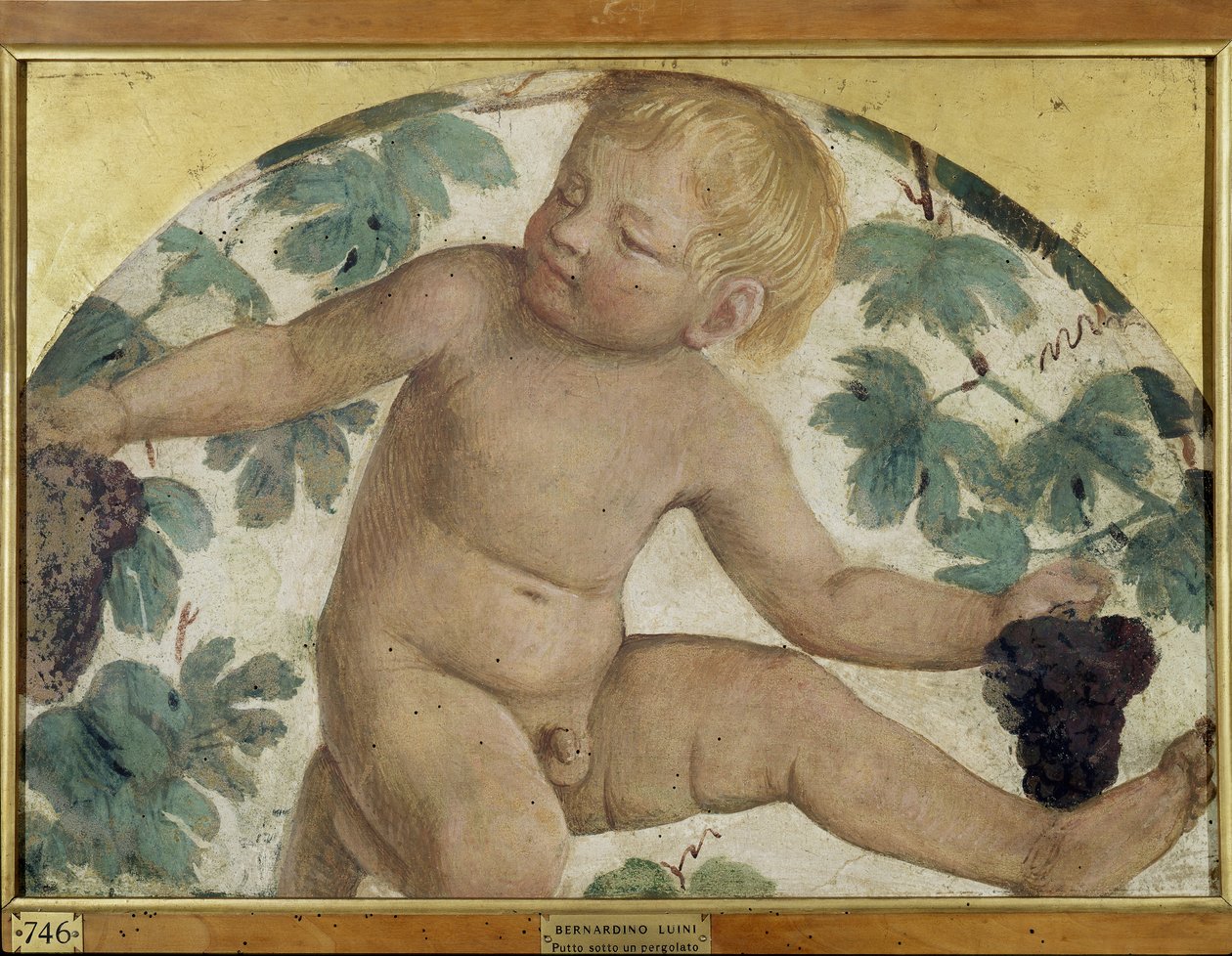 Høstputti - Putto under en pergola, ca. 1514 (fritliggende freskomaleri båret om bord) af Bernardino Luini