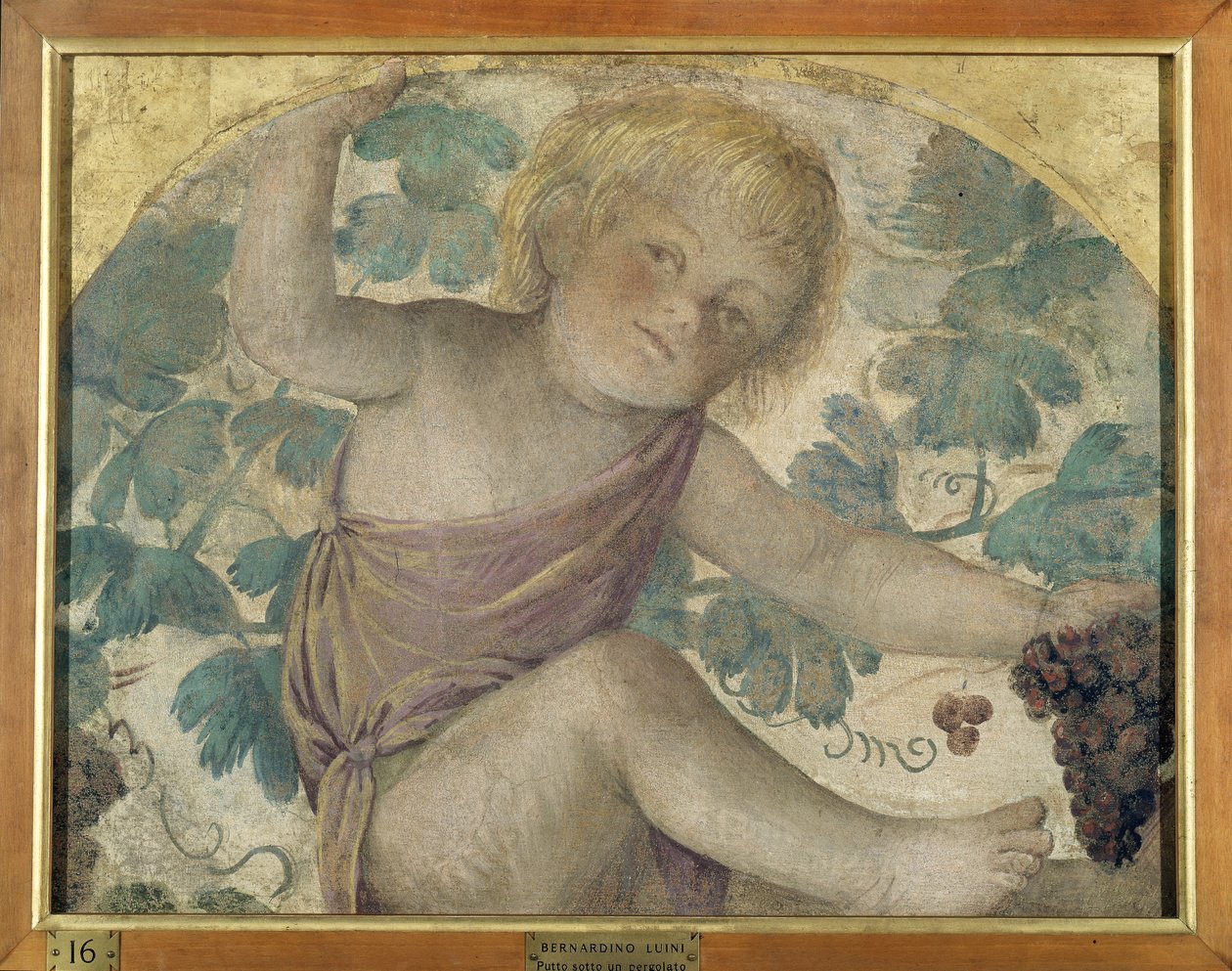 Høstputti - Putto under en pergola, ca. 1514 (fritliggende freskomaleri båret om bord) af Bernardino Luini