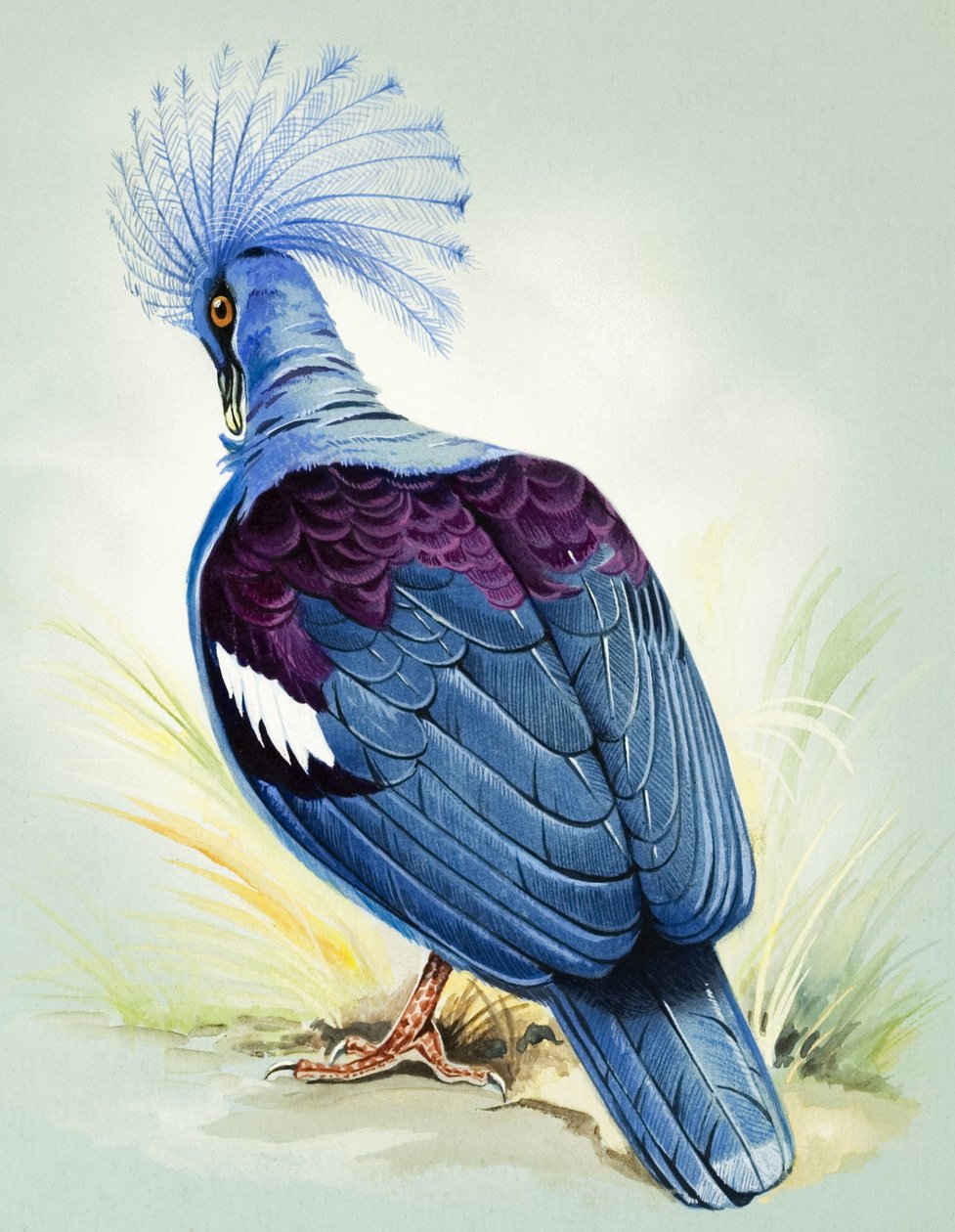 Blue Crowned Pigeon (gouache på papir) af Bert Illoss
