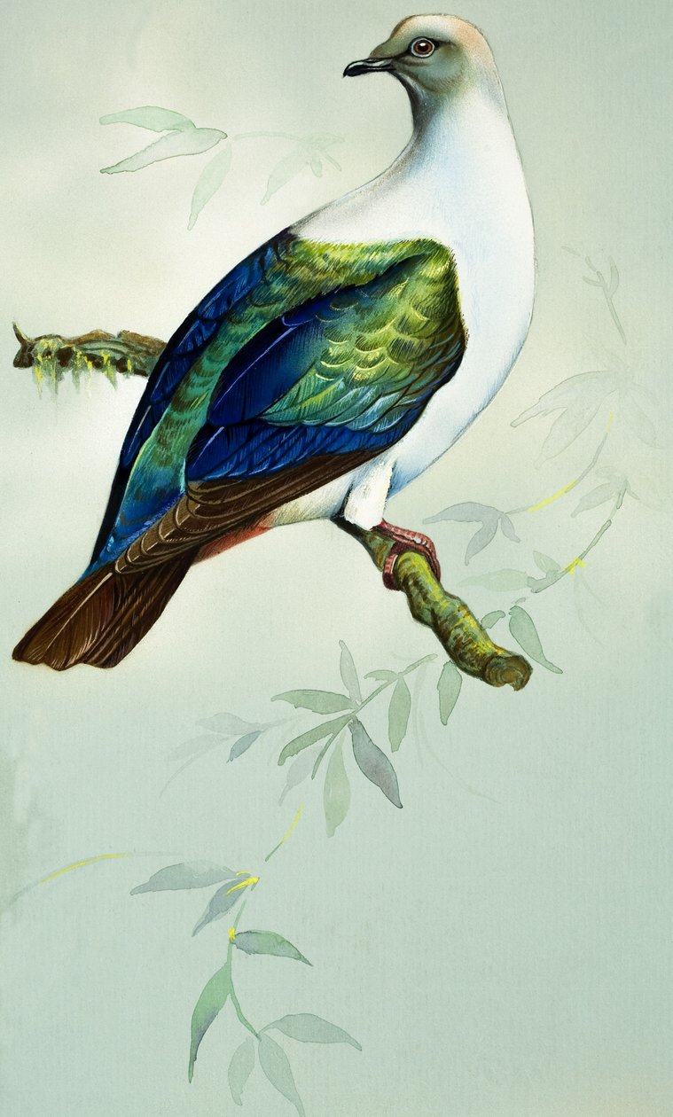 Imperial Fruit Pigeon (gouache på papir) af Bert Illoss