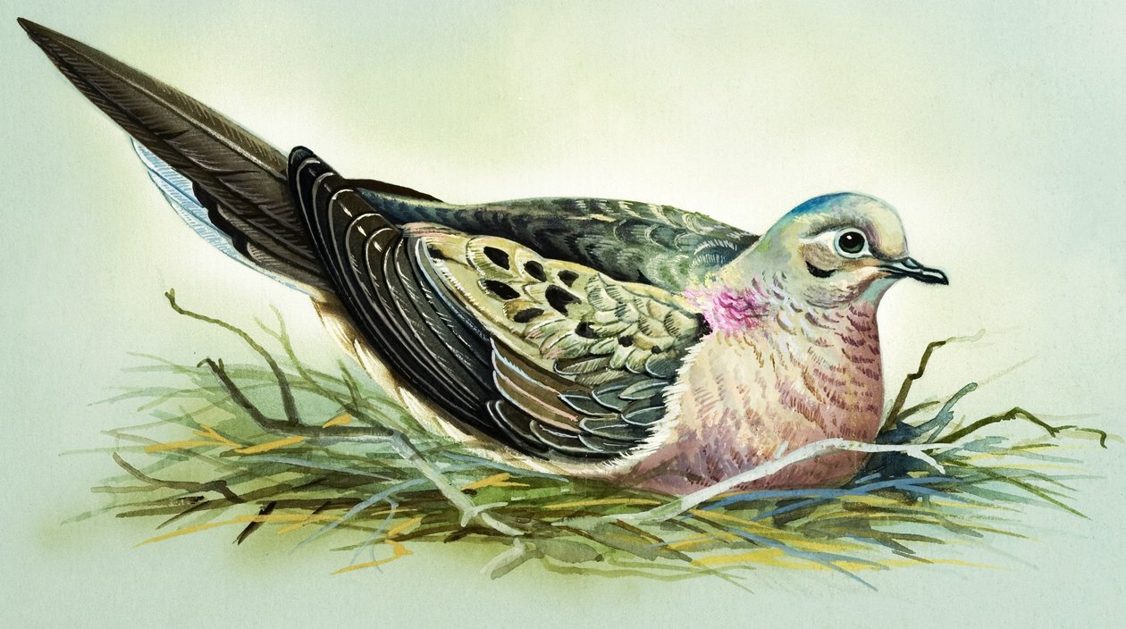 Sørgende due (gouache på papir) af Bert Illoss