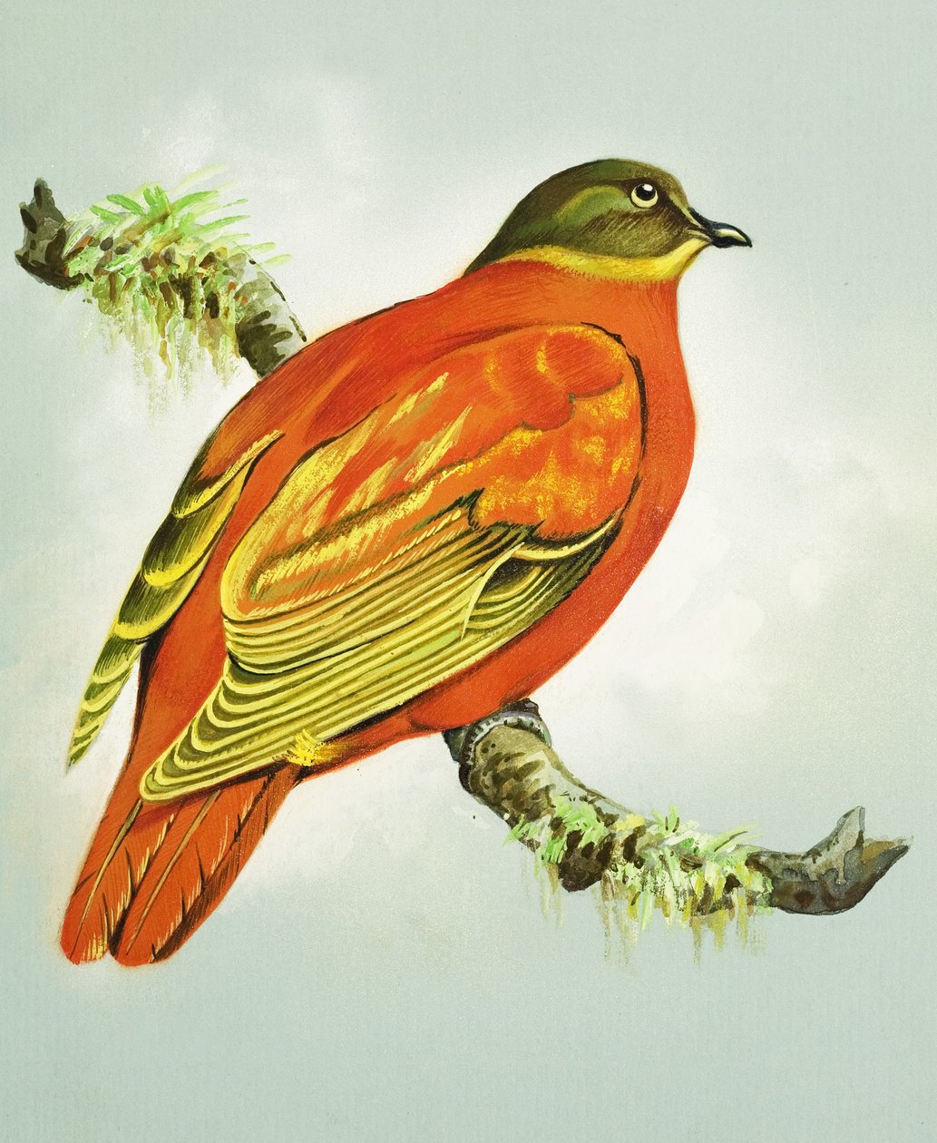 Orange Dove (gouache på papir) af Bert Illoss