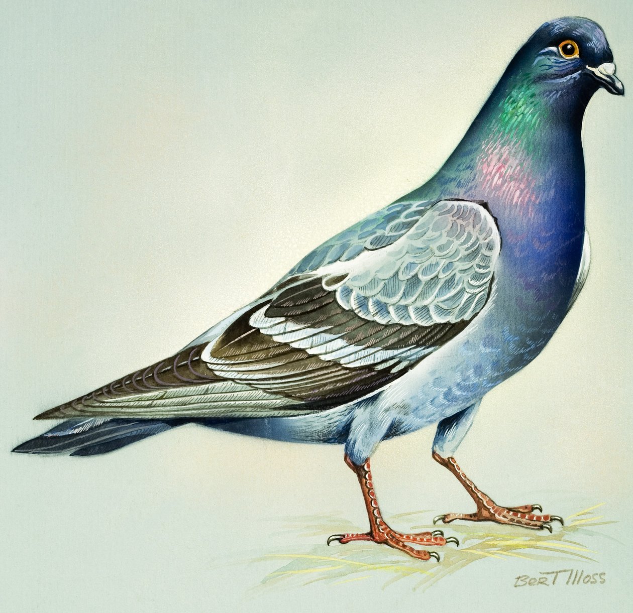 Rock Dove (gouache på papir) af Bert Illoss