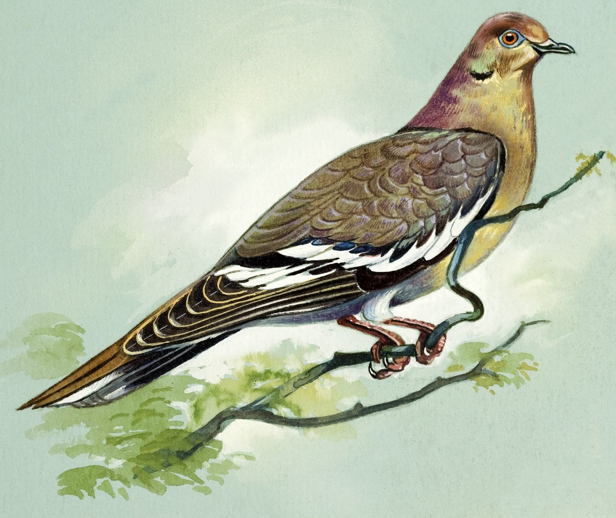 Hvidvinget due (gouache på papir) af Bert Illoss