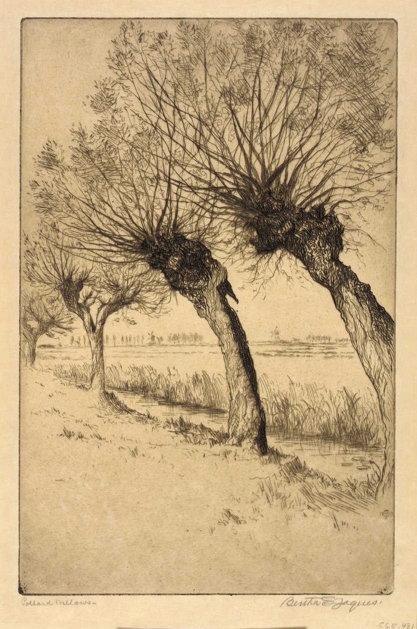 Pollard Willows, Rijsord, Holland af Bertha E. Jaques