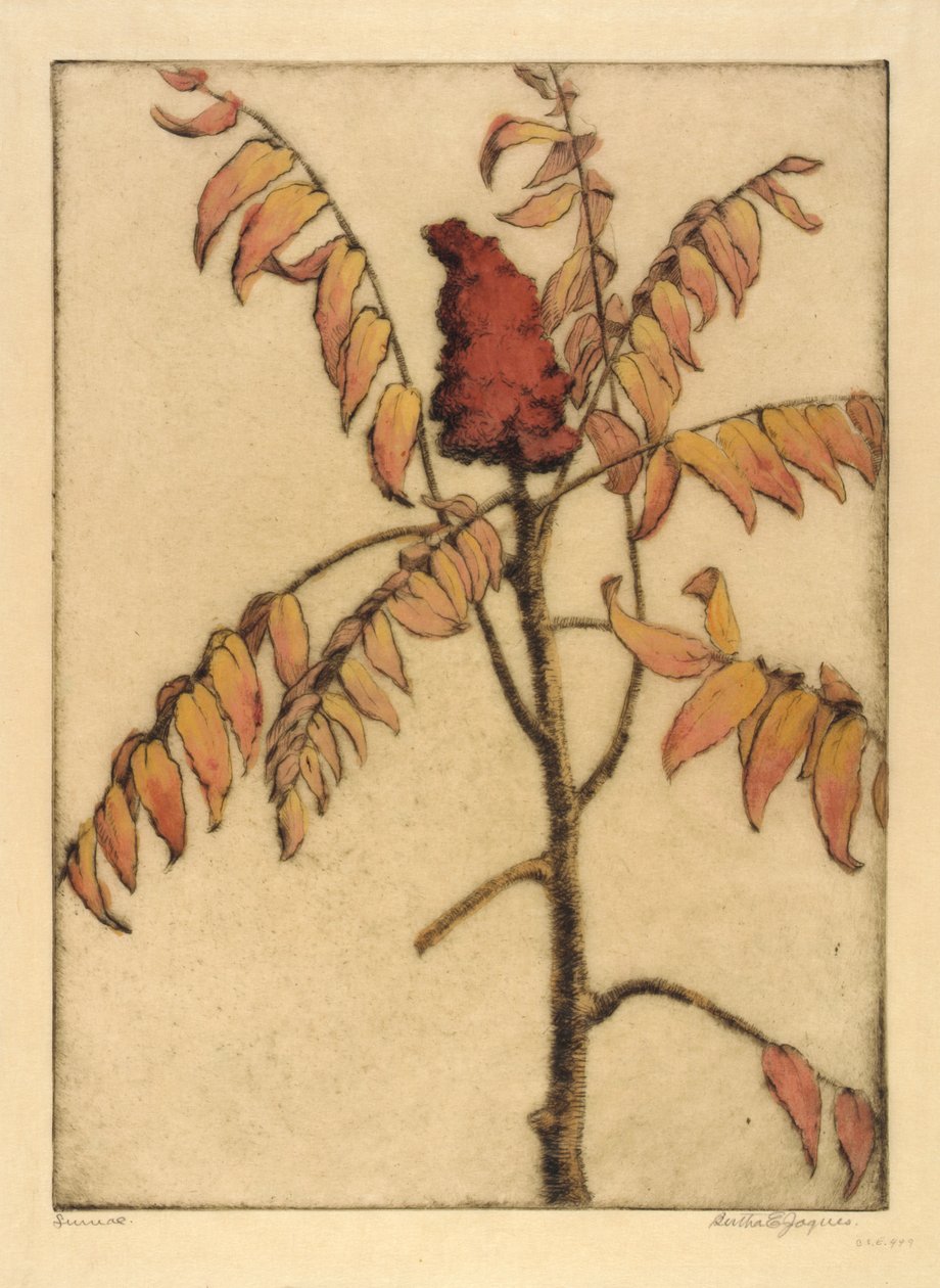 Sumak af Bertha E. Jaques