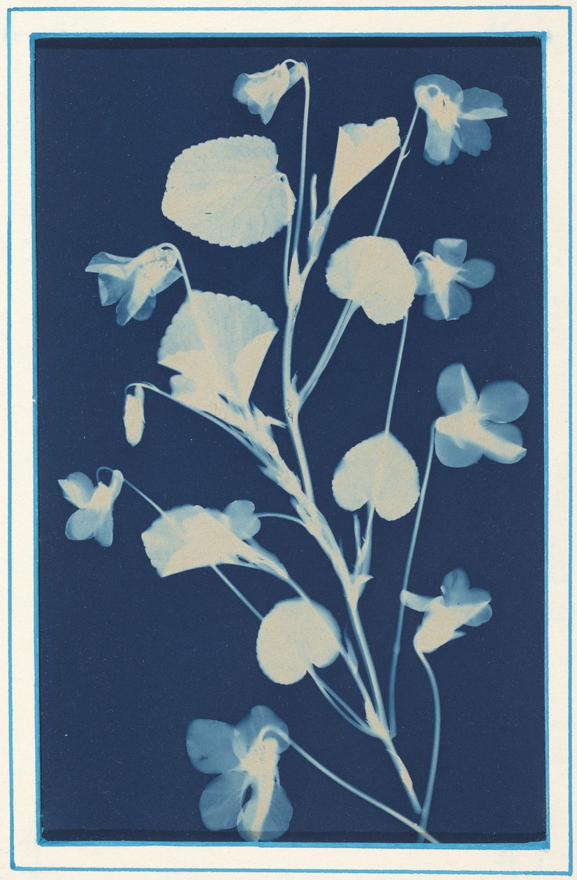 Uden titel,ca. 1900 (foto) af Bertha Jaques