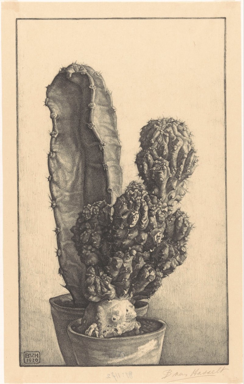 Caktussen (original titel) af Bertha van Hasselt (signed by artist)