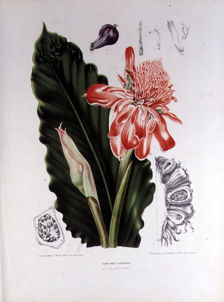 Elettaria Speciosa, illustration fra 