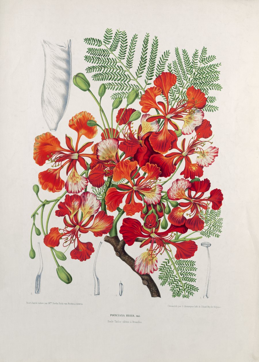 Poinciana Regia, illustration fra udvalgte blomster, frugter og blade af floraen og pomona på øen Java, indgraveret af G. Severeyns, 1885 (farvet kromolitografi) af Berthe Hoola van Nooten