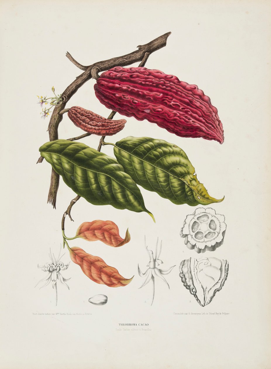 Theobroma, kakaotræ, c1840-1890. af Berthe Hoola van Nooten