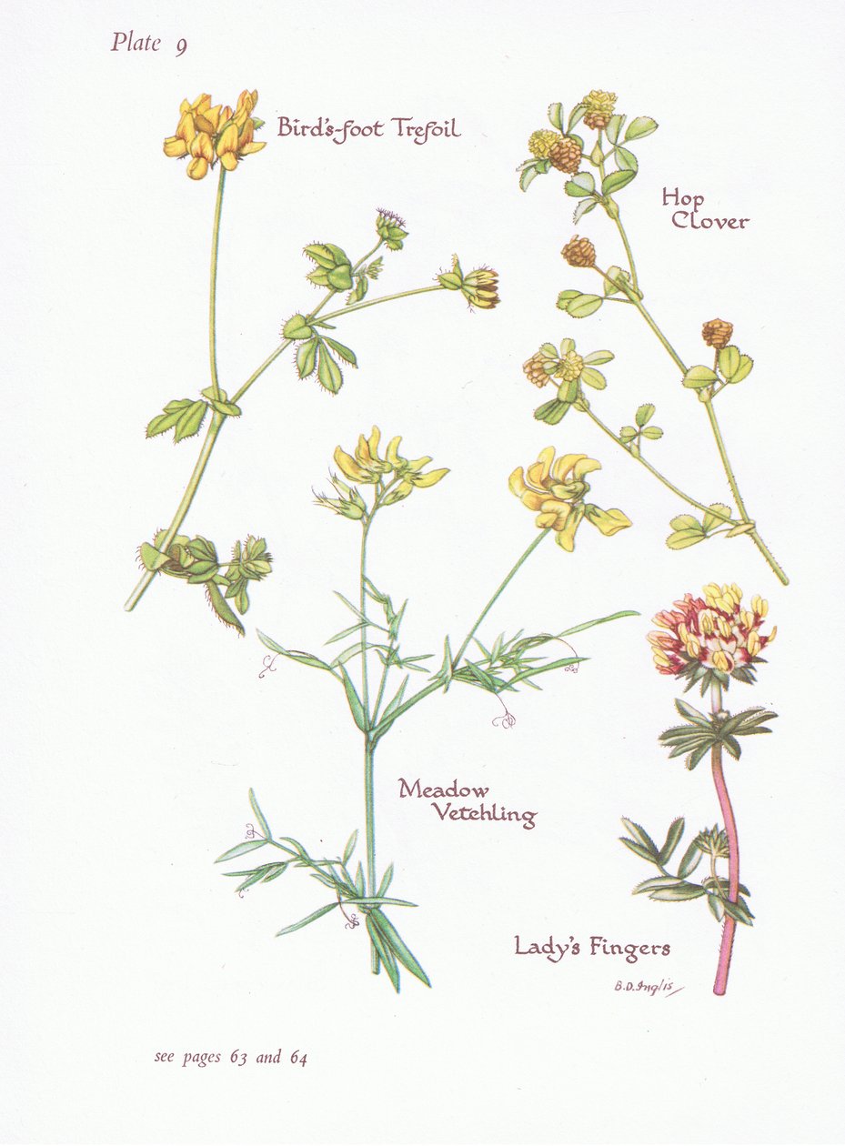 Birds Foot Trefoil, Ladys Fingers, Hop Clover, Meadow Vetchling, 1951 af Bessie D. Inglis