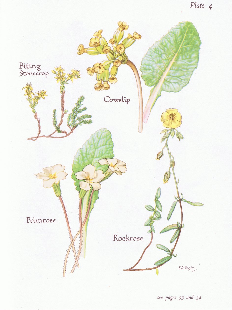 Bidende stenurt eller vægpeber, kohals, stenrose, primula, 1951 af Bessie D. Inglis