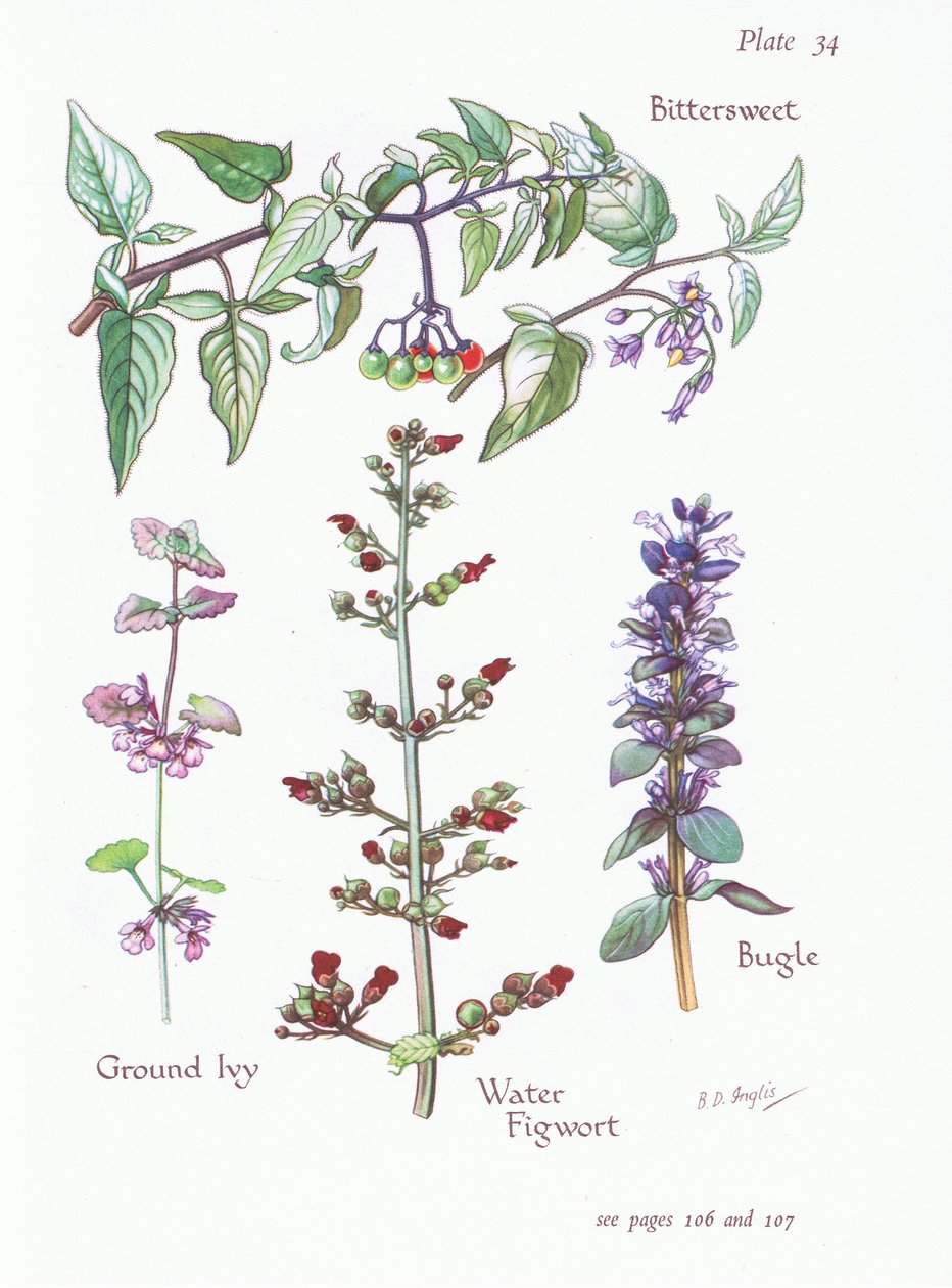 Bittersød, Ground Ivy, Bugle, Water Figwort, 1951 af Bessie D. Inglis