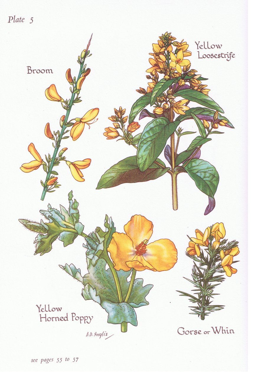 Bom, Gorse, Whin or Furze, Yellow Loosestrife, Yellow Horned Poppy, 1951 af Bessie D. Inglis