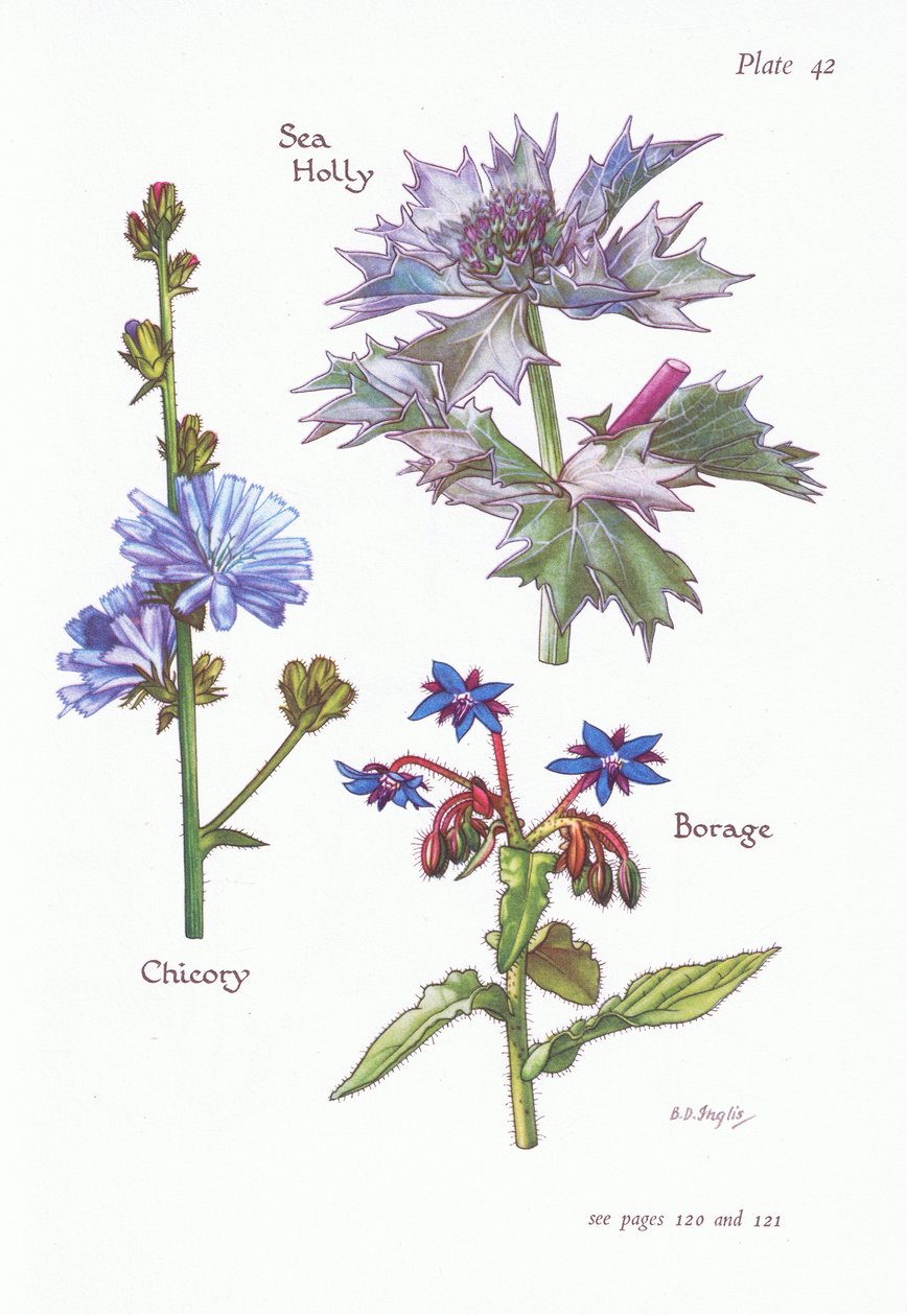 Cikorie eller Succory, Sea Holly, Borage, 1951 af Bessie D. Inglis