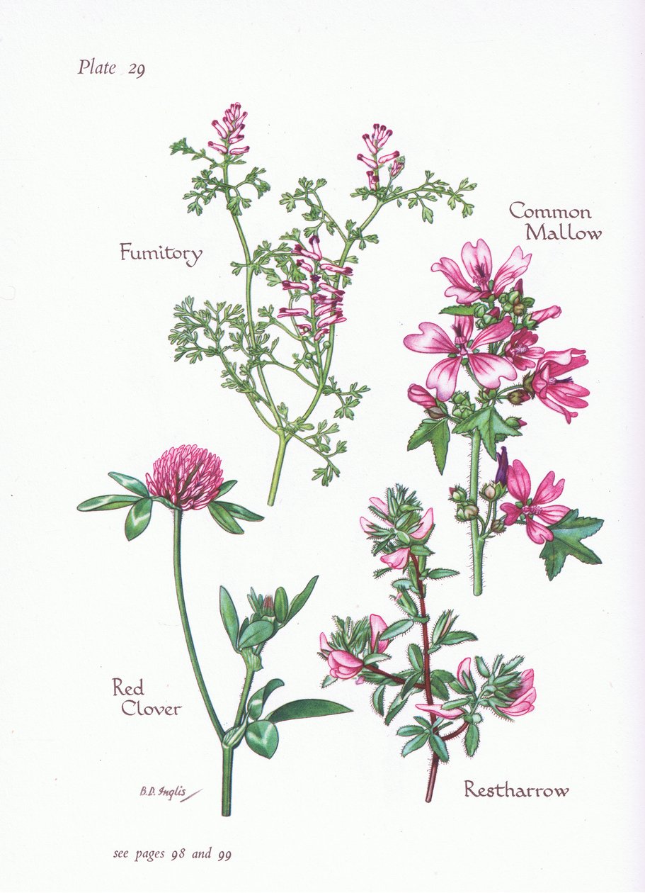 Almindelig Mallow, Restharrow, Fumitory, Rødkløver, 1951 af Bessie D. Inglis