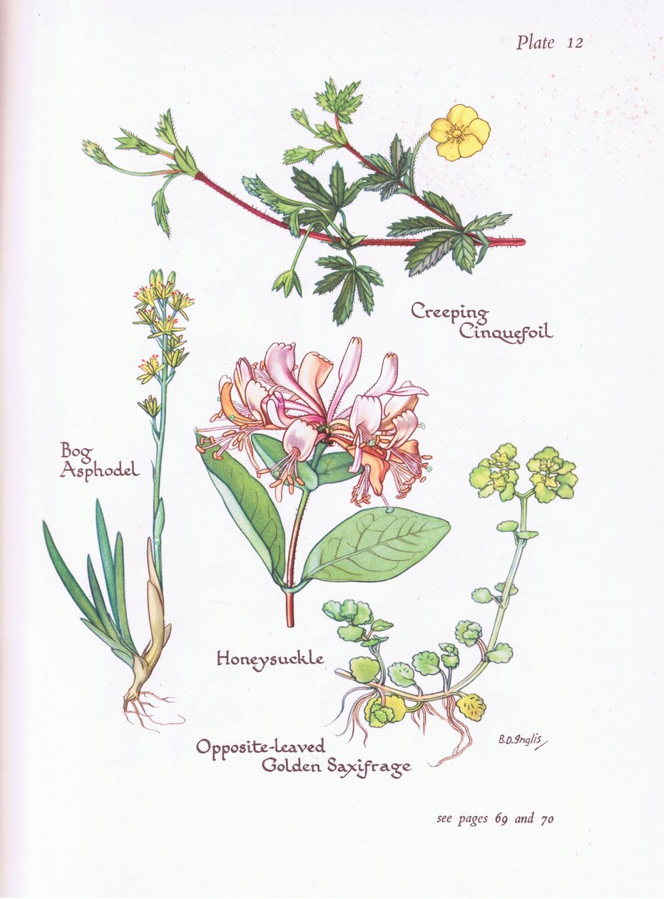 Creeping Cinquefoil, Mos Asphodel, Honeysuckle or Woodbine, Opposite -Leaved Golden Saxifrage, 1951 af Bessie D. Inglis