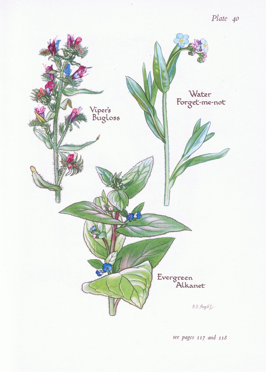 Evergreen Alkanet, Vipers Bugloss, Water Forget-Me-Not, 1951 af Bessie D. Inglis